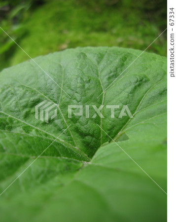 竹葉 67334