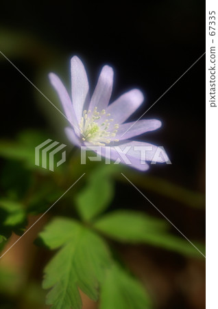 在森林裡閃耀 67335