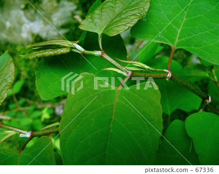 豆芽生長豆芽 67336
