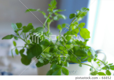 Watercress Watercress 68852