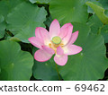 Lotus flower 69462