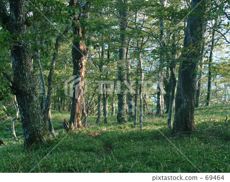 莎莎沒有森 69464