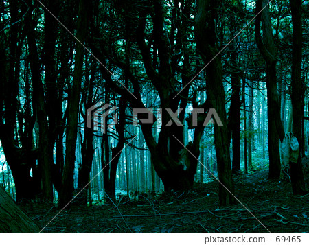 Dark forest Dark forest 69465