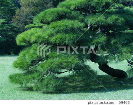 Good shape pine Good shape pine 69466