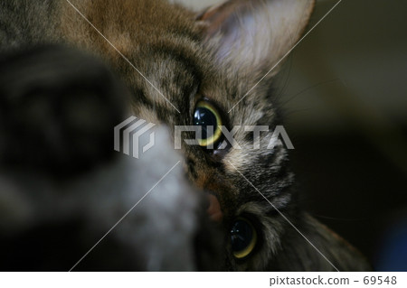 Shining eyes Shining eyes 69548