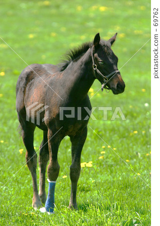 Foal 1 69762
