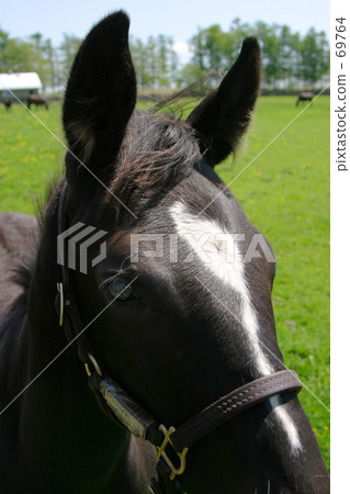 Foal 2 69764