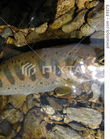 Beautiful Permark Beautiful Permark 69878