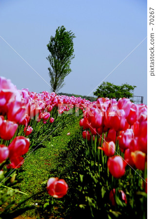 奇利普 奇利普 70267