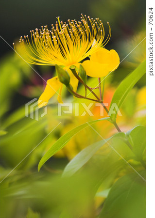 Early summer color · Beauty willow ~ Baiyo Yanagi · 2 Early summer color · Beauty willow ~ Baiyo Yanagi · 2 70624