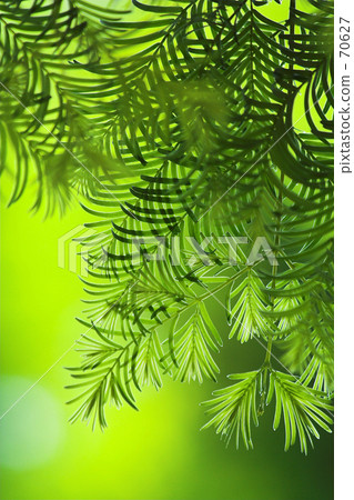 Metasequier · Transmitted light 70627