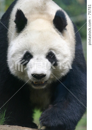 Giant panda (Ueno Zoo) Giant panda (Ueno Zoo) 70781