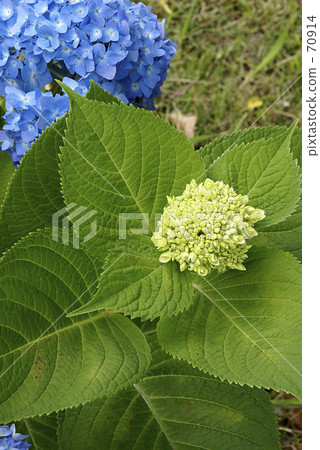  繡球 70914
