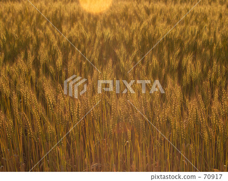 太陽鬼的黃昏 70917