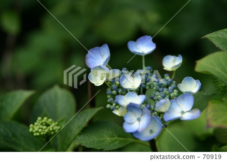  Gaku hydrangea 70919