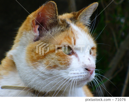 你怎麼想,貓? 你怎麼想,貓? 71076