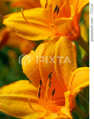 橙色的尤里 橙色的尤里 71114