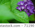 hydrangea   71190