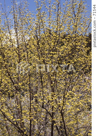 Spring color Spring color 71544