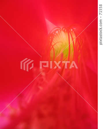 曇花 71558
