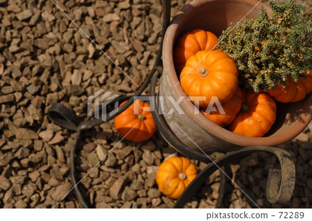 buttercup squash, planter, display 72289