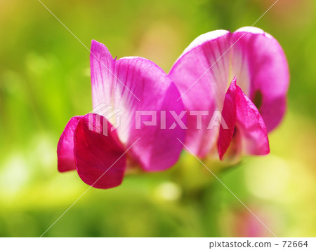 Karasuno pea（Kono Beans） 72664