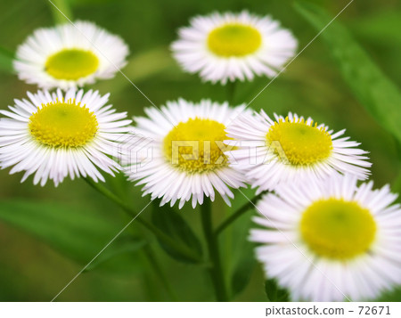 Haruzion (Haru Shion) 72671