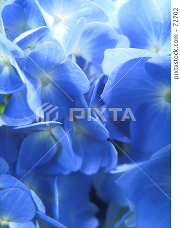 hydrangea 72702