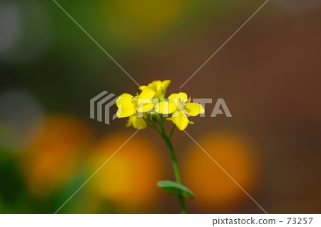 強姦開花 強姦開花 73257