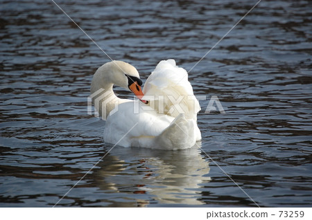 Swan Swan 73259