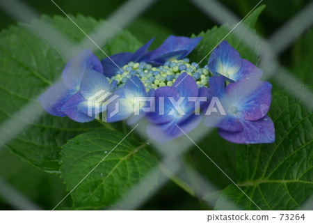 Hydrangeas · June Hydrangeas · June 73264