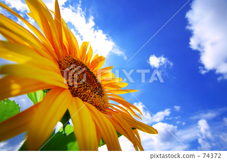 向日葵 74372