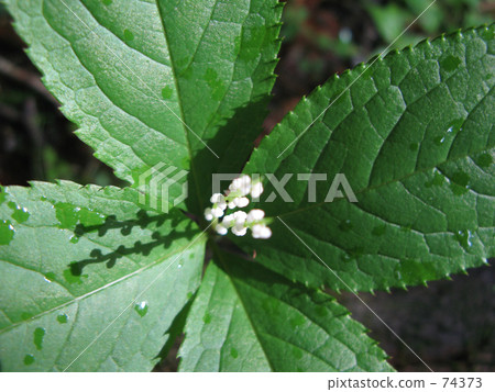 Phthalis sika 74373