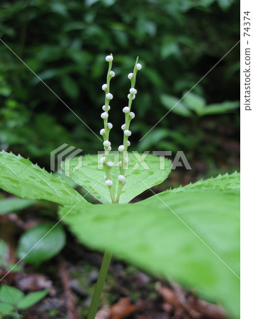 Phthalisidezka森林 Phthalisidezka森林 74374