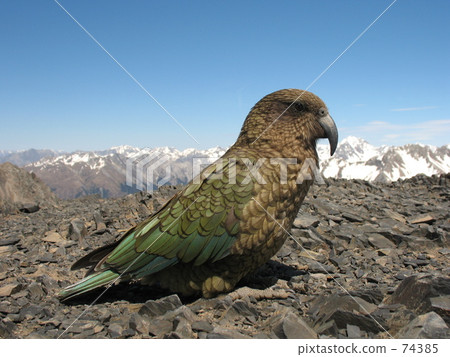 care, ki-ea, parrot 74385