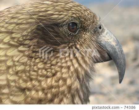 care, ki-ea, parrot 74386