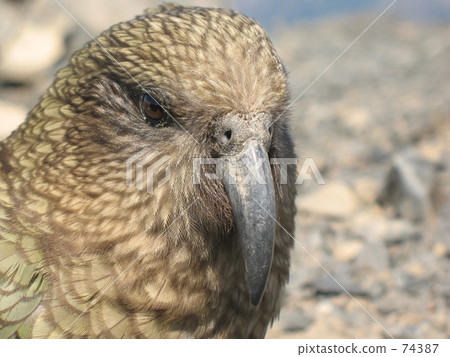 care, ki-ea, parrot 74387