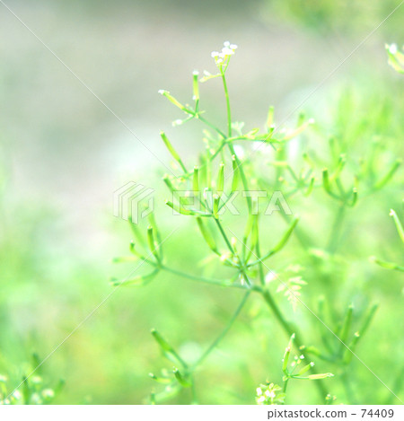 物種charville 物種charville 74409