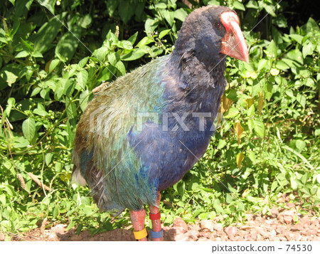rare species, ratite, endangered species - Stock Photo [74530] - PIXTA