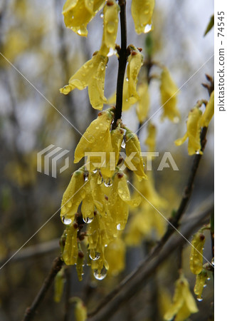 Wetted by drops 74545