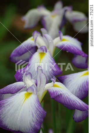 鮮花·雨季 75251