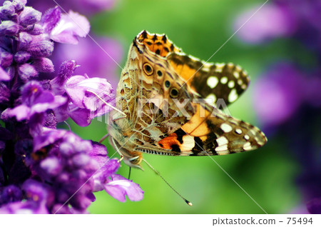 Butterflies and Salvia Butterflies and Salvia 75494