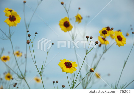 花在風中跳舞 76205