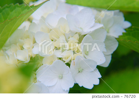 固體繡球花 76720