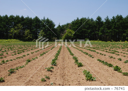 Field Field 76741
