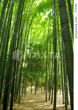 綠色 寺 寺廟 77449