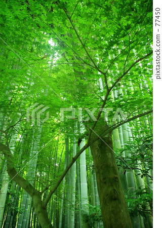竹子 竹 寺 77450