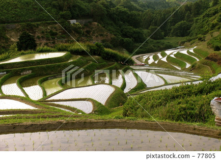 大阪Chihaya的水稻梯田 77805
