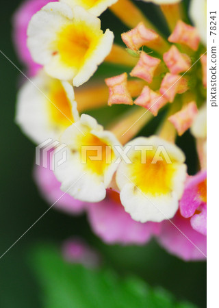 Small Ferris wheel 78241