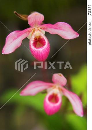Non-flying object · Flag Mipedium Non-flying object · Flag Mipedium 78323